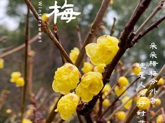 -无锡梅园公园