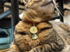 -猫的天空之城概念书店(杭州南宋御街店)