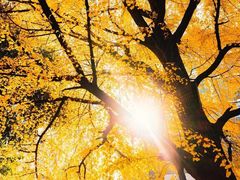 -四川大学(华西校区)