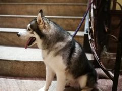 -more than meow吴止猫主题餐厅(承德 中船汇店)