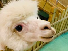 -藦茜花园宠物主题亲子互动体验馆(国顺东路店)