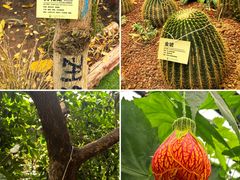 -呀路古热带植物园