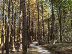 -上海海湾国家森林公园