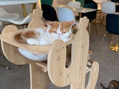 -飞行喵MR PILOT|猫舍·猫咖(静安大融城店)