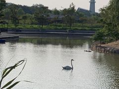 -盐城丹顶鹤湿地生态旅游区