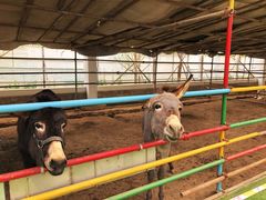 -南宫五洲植物乐园