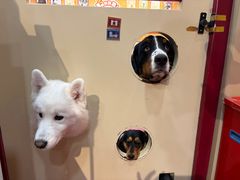 -和它·交个朋友·狗咖猫咖(爱琴海店)