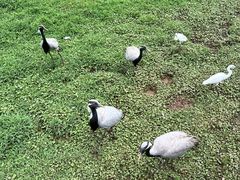 -普洱太阳河森林公园