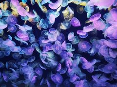 -海合安天津极地海洋公园