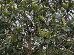 -塘栖枇杷特色园区