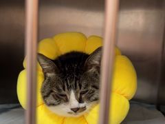 -瑞派福兴宠物医院犬猫全科·骨科·中西医结合(河东店)