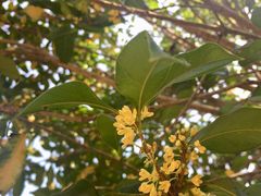 -南京市无想山景区