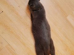-猫咪派对(江南西店)