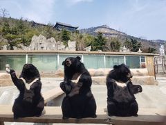 -东方熊牧场