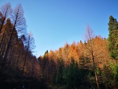 -山王坪喀斯特国家生态公园