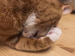 -猫猫幼稚园·撸猫·桌游·电玩