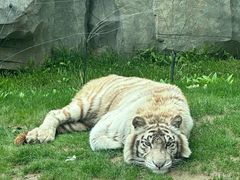 -北京野生动物园