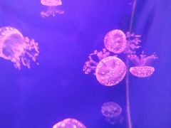-乌鲁木齐海洋馆