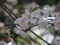 -武汉大学-樱园