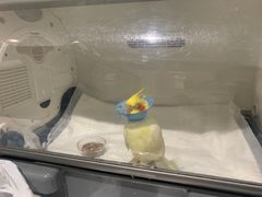 -瑞派名望24h动物医院异宠专科·猫专科·骨科·重症监护分院