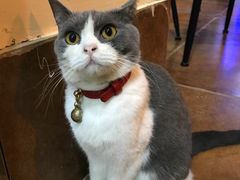 -李小姐の猫咖啡馆(五角场店)