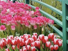 -上海鲜花港