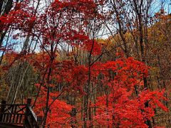 -云岭野山参风景区