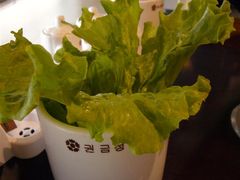 送的生菜-权金城