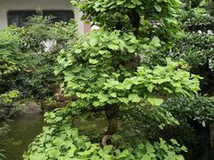 -南山植物园