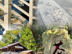 -金花茶公园