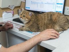 -瑞派康怡24h宠物医院·犬猫医疗中心·微创绝育(瑞景分院)