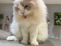 -藏猫猫咖啡主题馆(中央大道店)