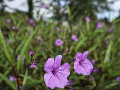 -白塘生态植物园