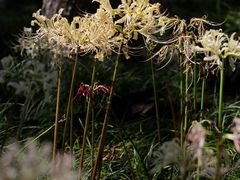 -白塘生态植物园