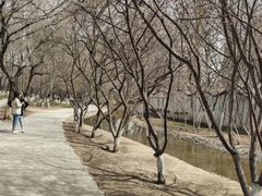 -桃花堤公园