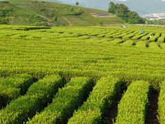 -龙坞茶村