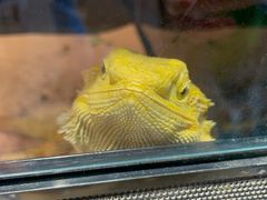 -酷以爬仙阁实体爬宠店·守宫·蜥蜴·专业繁育