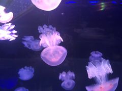 -沙沙哗啦海洋馆(华宇百花谷店)