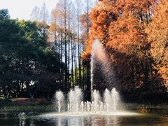 -上海共青森林公园