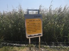 -鹦鹉洲湿地公园