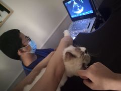 -凯特喵百思猫专科医院