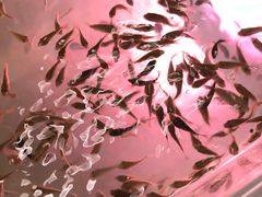 -上海大自然野生昆虫馆(东方明珠·爬宠昆虫探索中心)