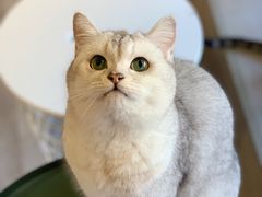 -猫儿山۰猫主题餐厅