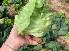 -前小桔亲子创意农场·草莓采摘·露营烧烤