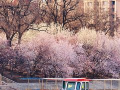 -桃花堤公园
