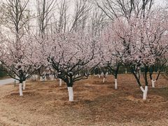 -永定河休闲森林公园