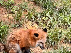 -云南野生动物园