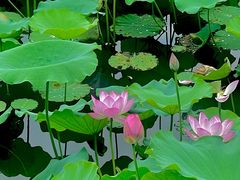 -荔湾湖公园