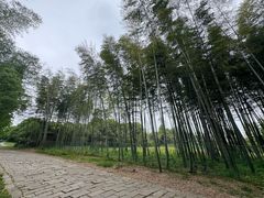 -同里国家湿地公园
