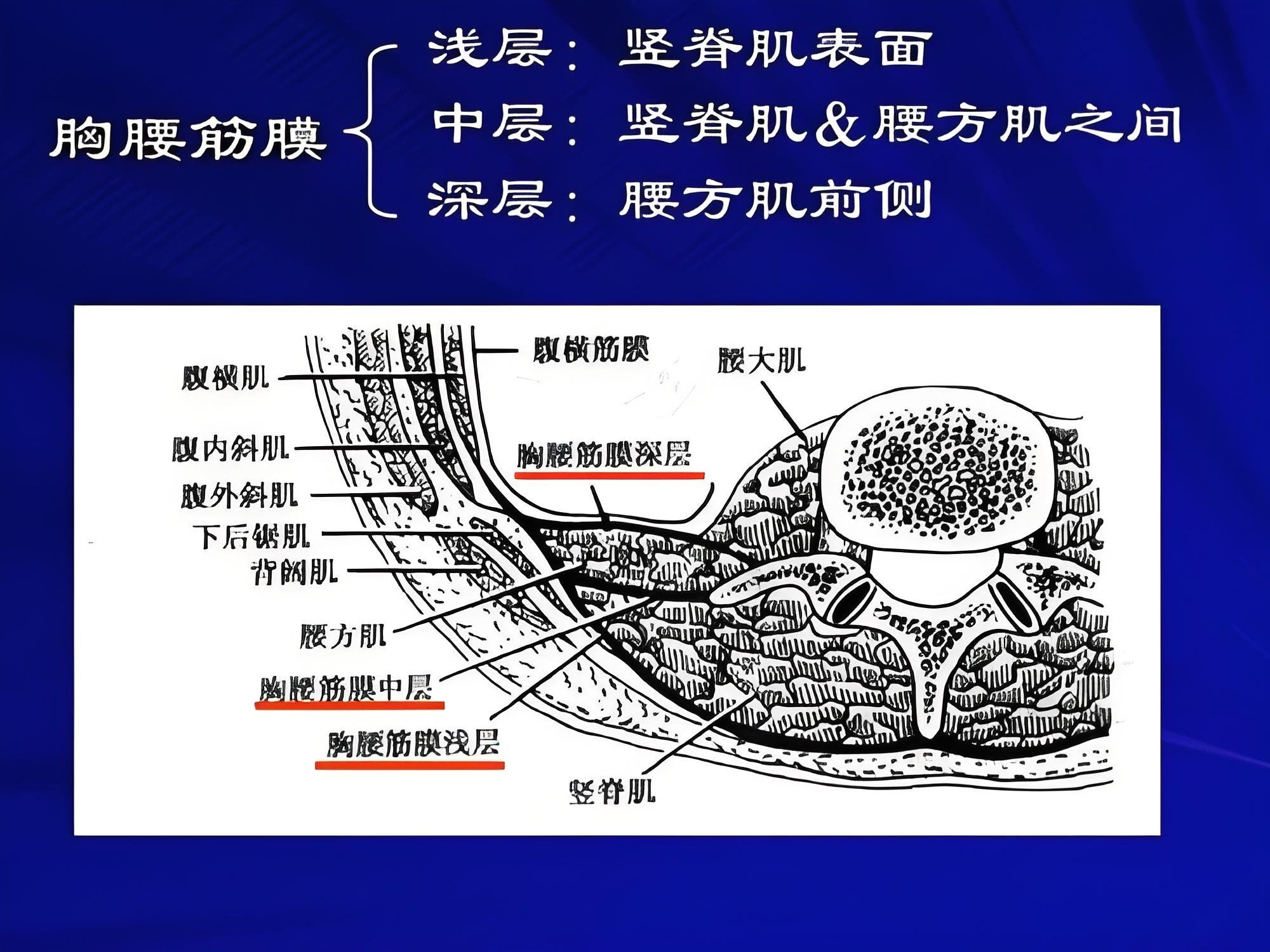 下背痛可能与胸腰筋膜有关:
从胸腰筋